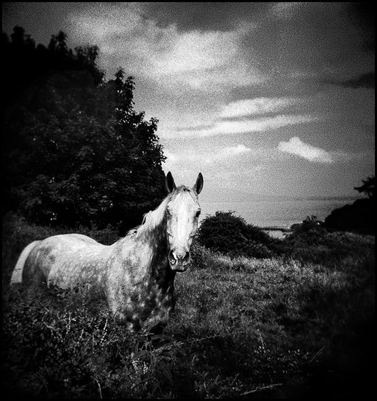 Horse in the Field #1