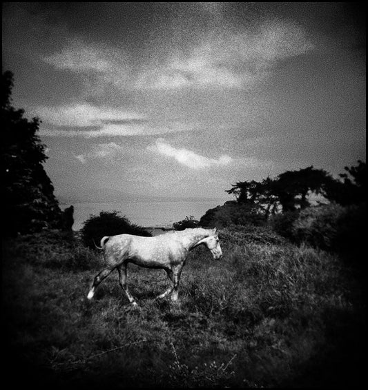 Horse in the Field #2
